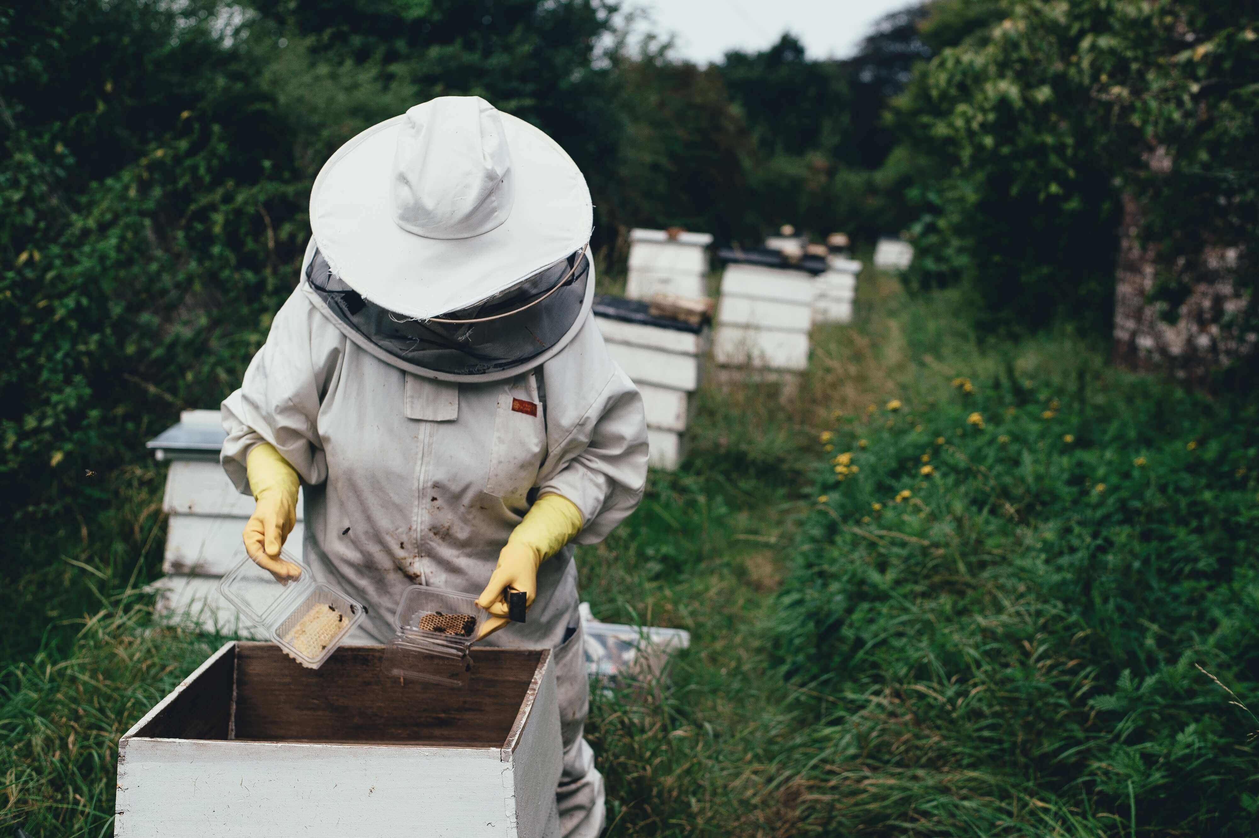 Ein Imker checkt die Bienen